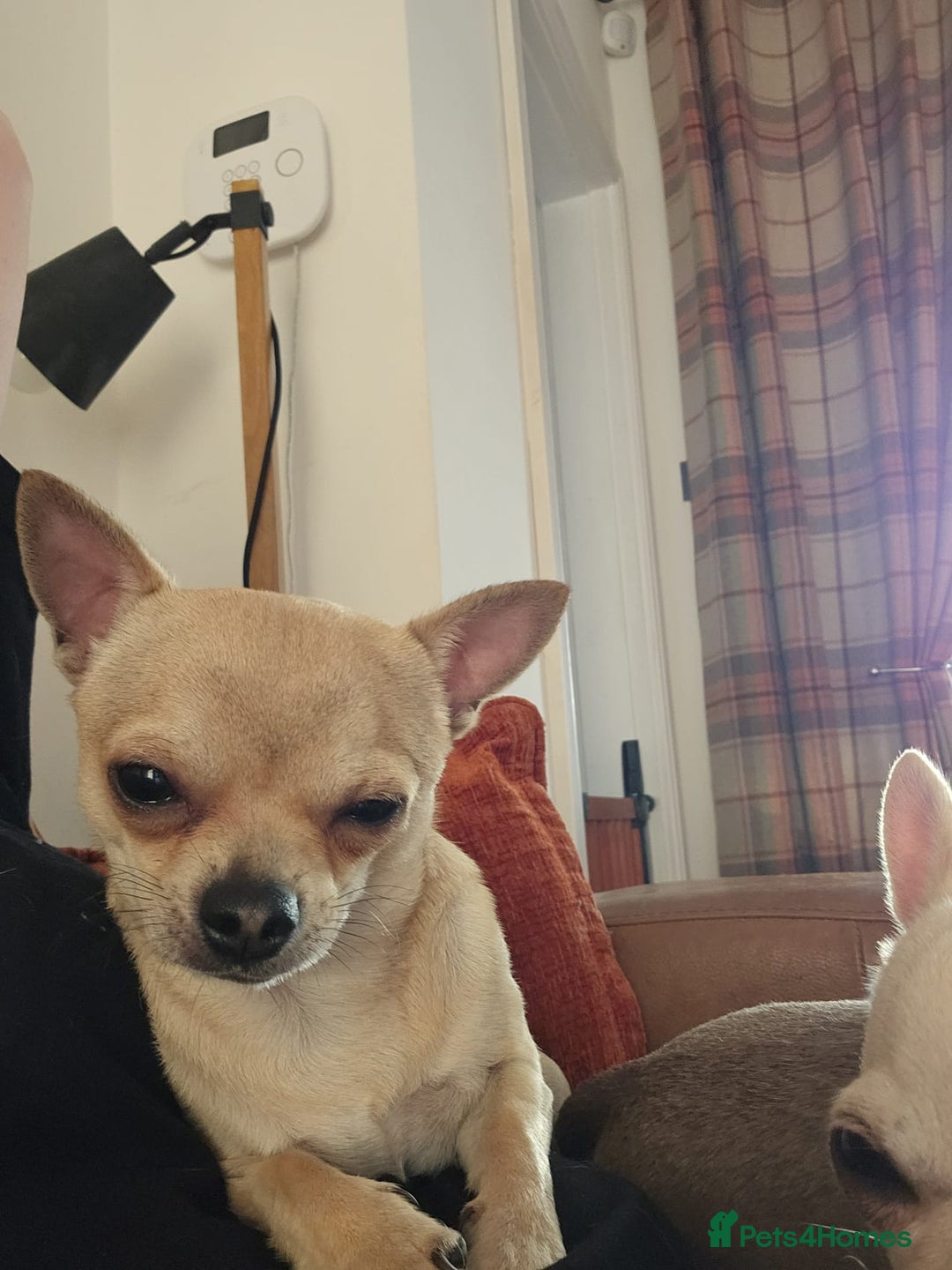 Chihuahua dogs for sale: Chihuahua (Boy) - Image 2