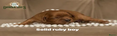 Cavalier King Charles Spaniel Puppy 1