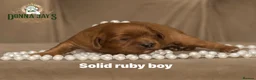 Cavalier King Charles Spaniel dogs for sale: Donna Jays Petite Cavaliers 🌟🌟🌟🌟🌟 - Advert 14