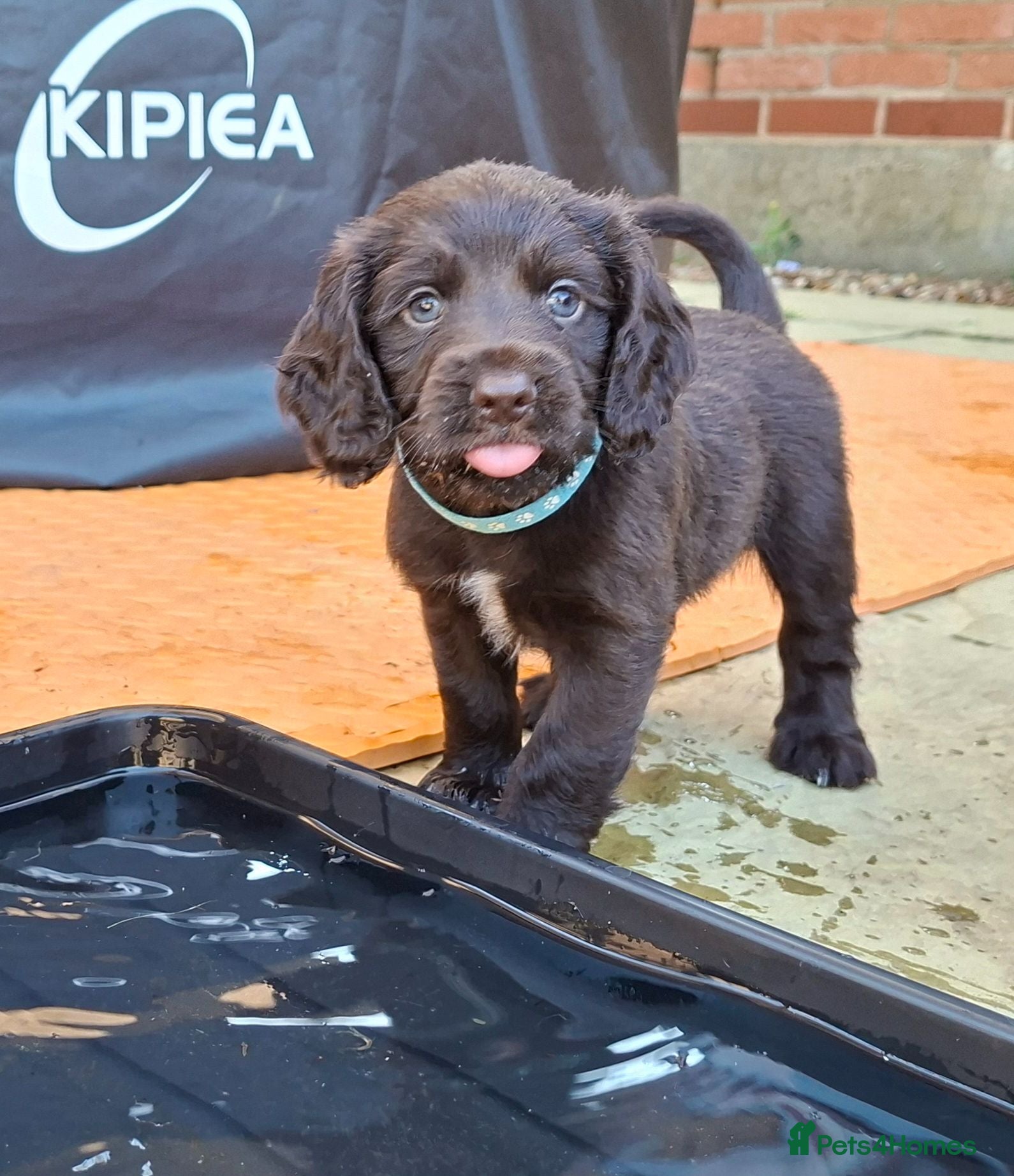 Cocker Spaniel dogs Gorgeous litter of Cocker Spaniel Puppies - Advert 2