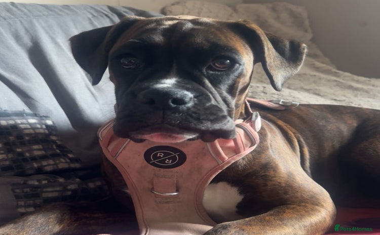 Boxer dogs Puppy for re homing  - Advert 3