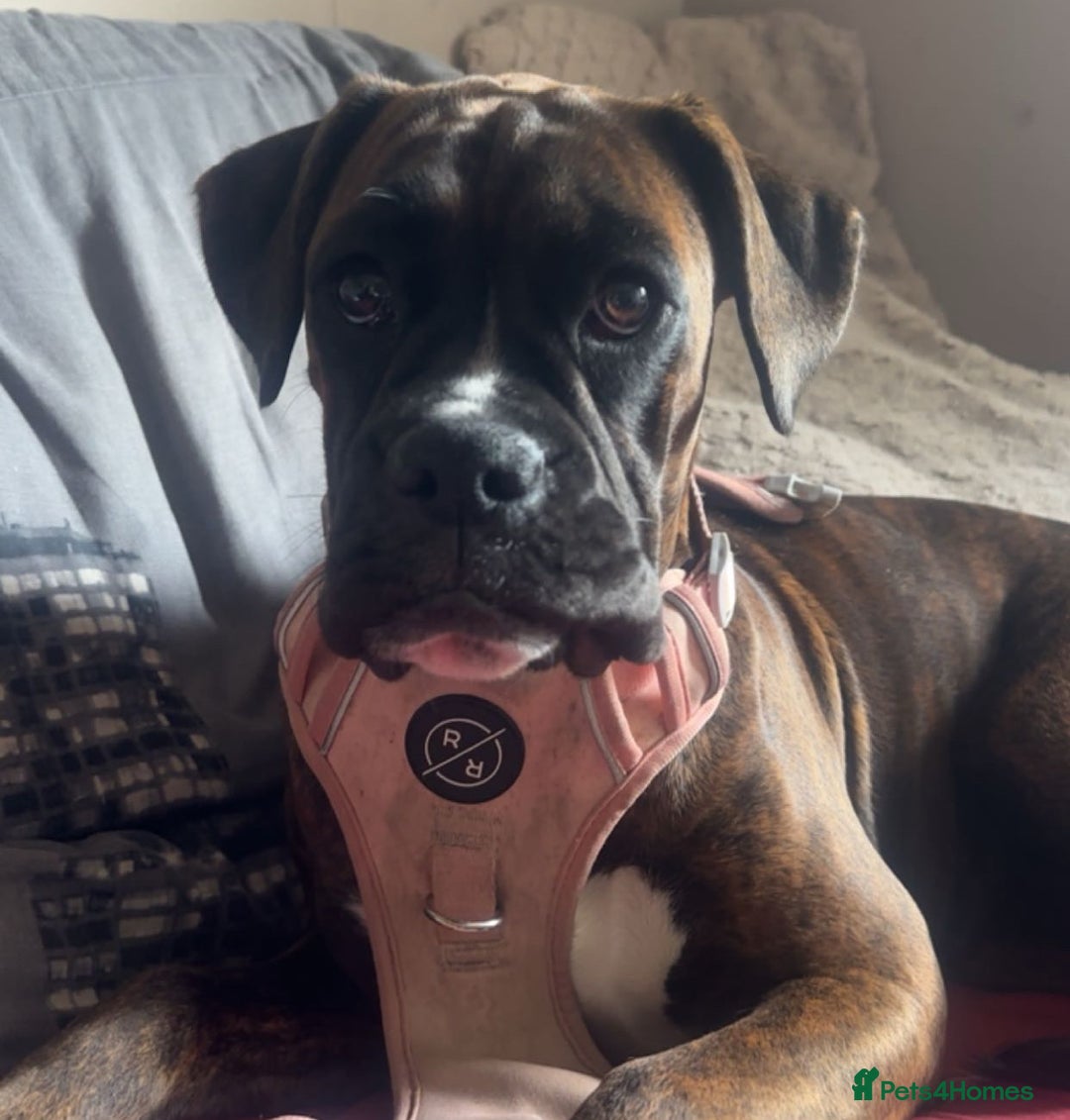 Boxer dogs for sale: Puppy for re homing  - Advert 1