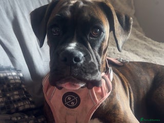 Boxer dogs Puppy for re homing - Advert 2