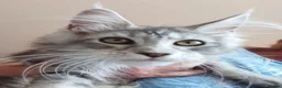 Maine Coon cats for sale: HCM/PKDef/SMA clear TICA silvers poly/non poly  - Advert 35