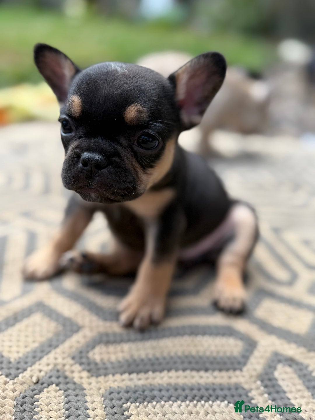 French Bulldog dogs for sale: Beautiful frenchie pups in Leeds - Image 24