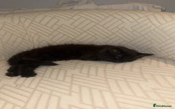 Mixed Breed cats for sale: 🐱2 beautiful male kittens 🐱  - Advert 3