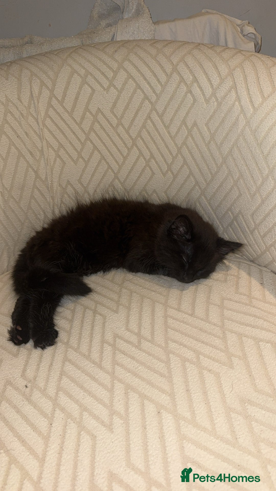 Mixed Breed cats for sale: 🐱2 beautiful male kittens 🐱  - Advert 3