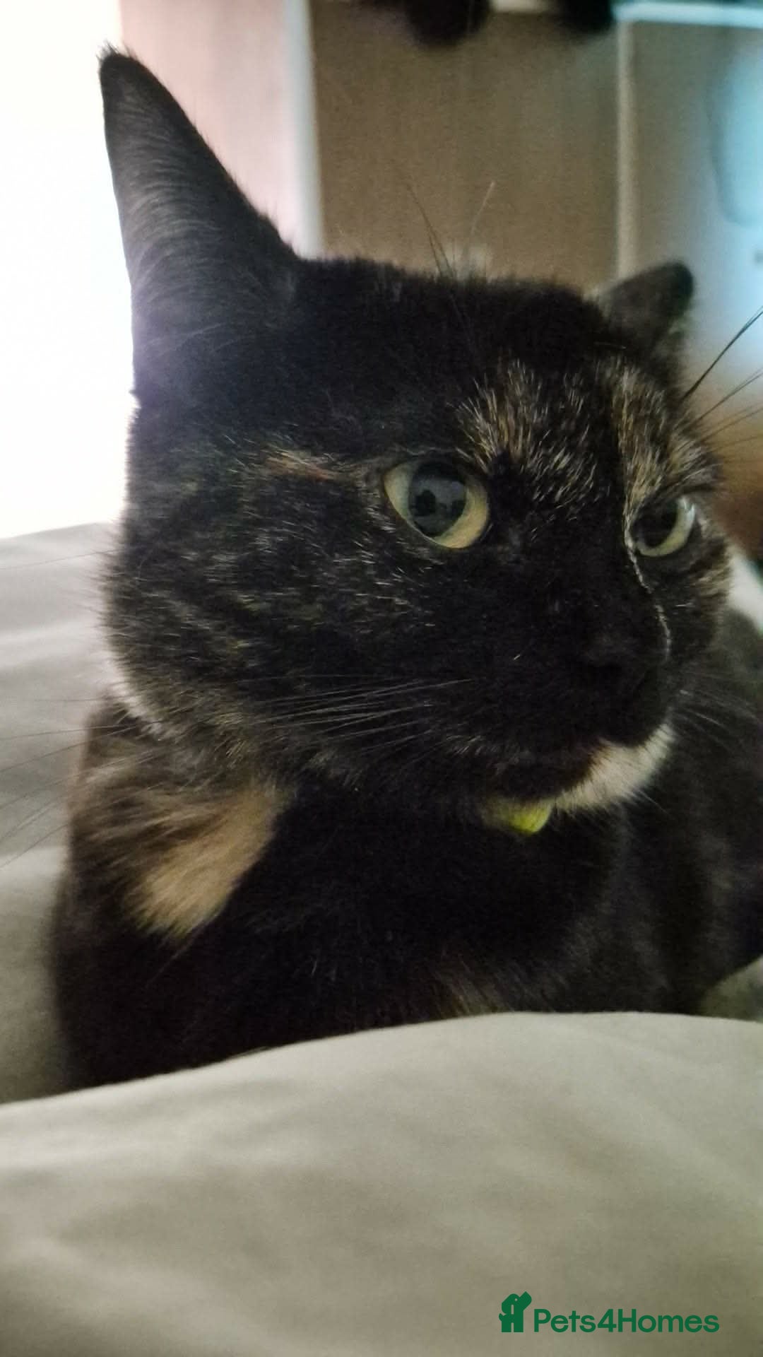 Mixed Breed cats Gorgeous Tuxedo girl - Advert 1