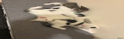 Mixed Breed cats for sale: Mixed breed kittens  in Huddersfield - Advert 3