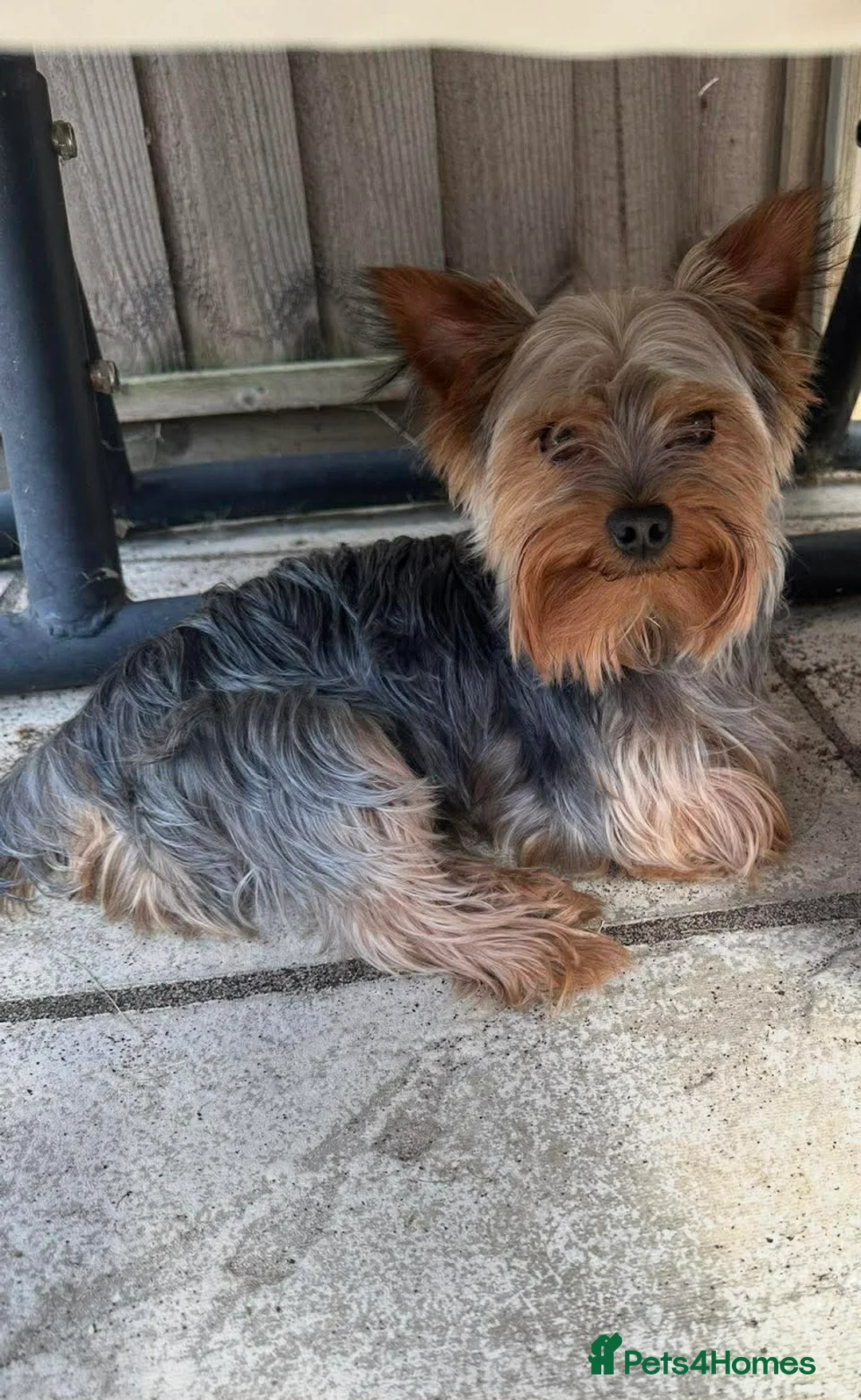 Yorkshire Terrier dogs for sale: Yorkshire Terrier - Advert 1
