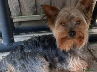 Yorkshire Terrier dogs Yorkshire Terrier - Advert 2