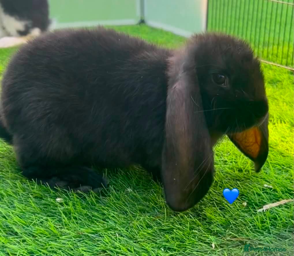 French Lop rabbits Pure French lop - Advert 2