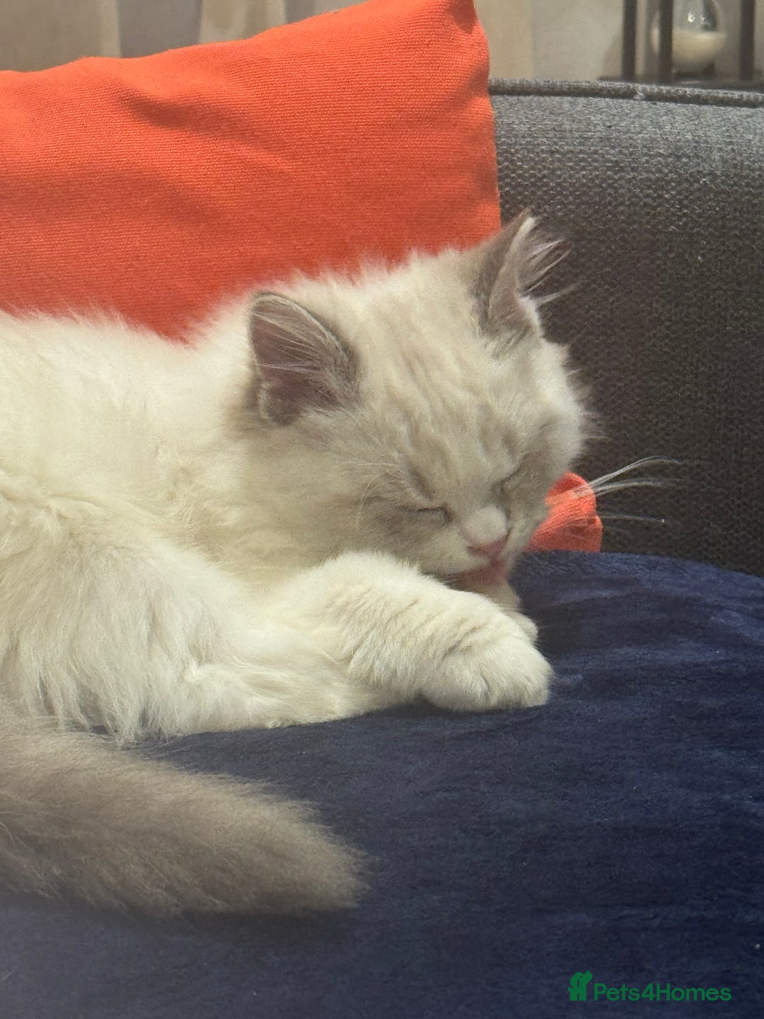 Ragdoll cats for sale: Ragdoll collect in Waterloo  - Image 3