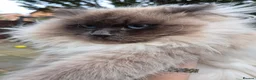 Siberian cats for sale: French imported Siberian  - Advert 1