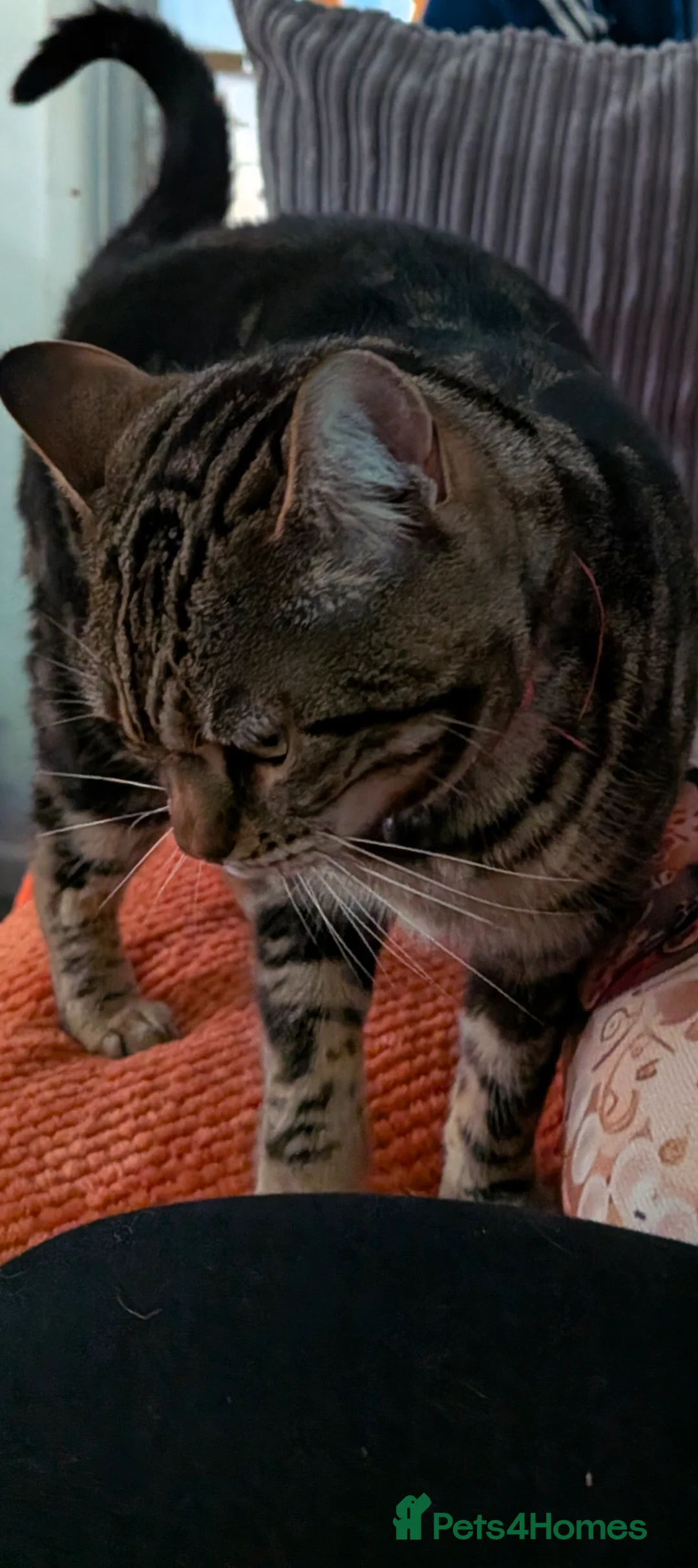 Bengal cats for sale: Half Bengal 4 year old female cat in Weston-super-Mare - Advert 2