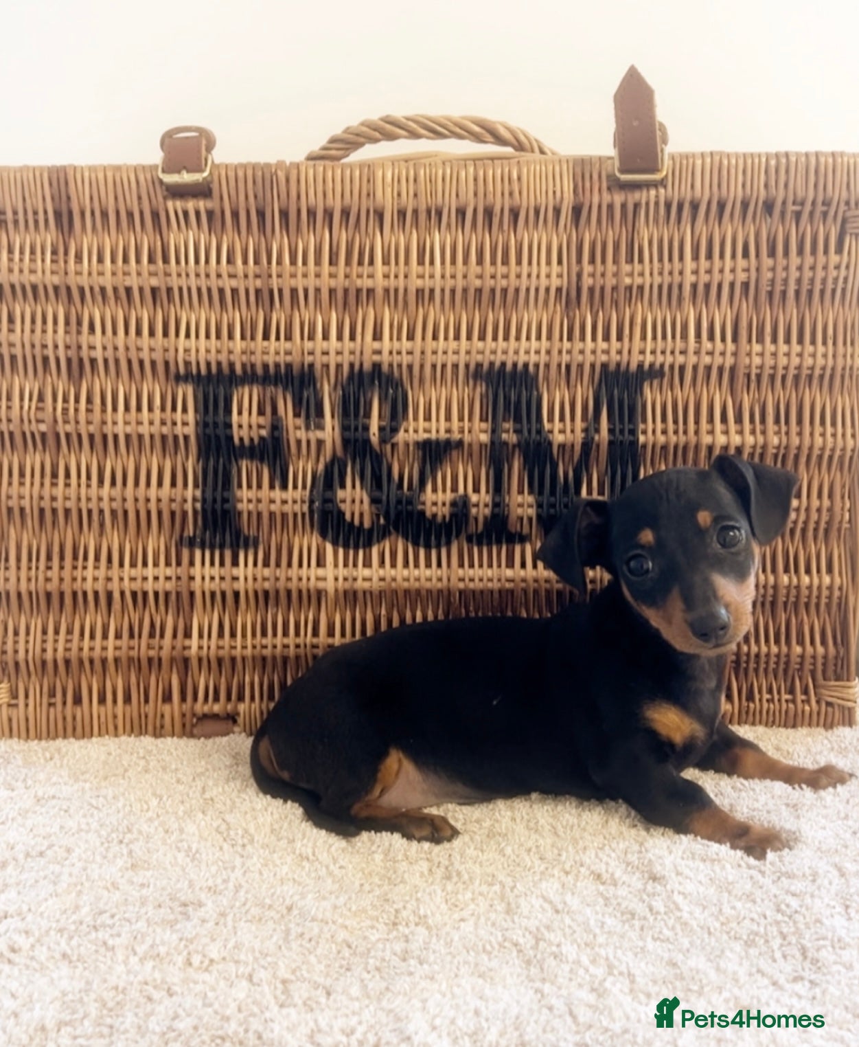 Miniature Dachshund dogs Miniature datchhounds  - Advert 2