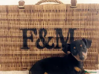 Miniature Dachshund dogs Miniature datchhounds - Advert 2