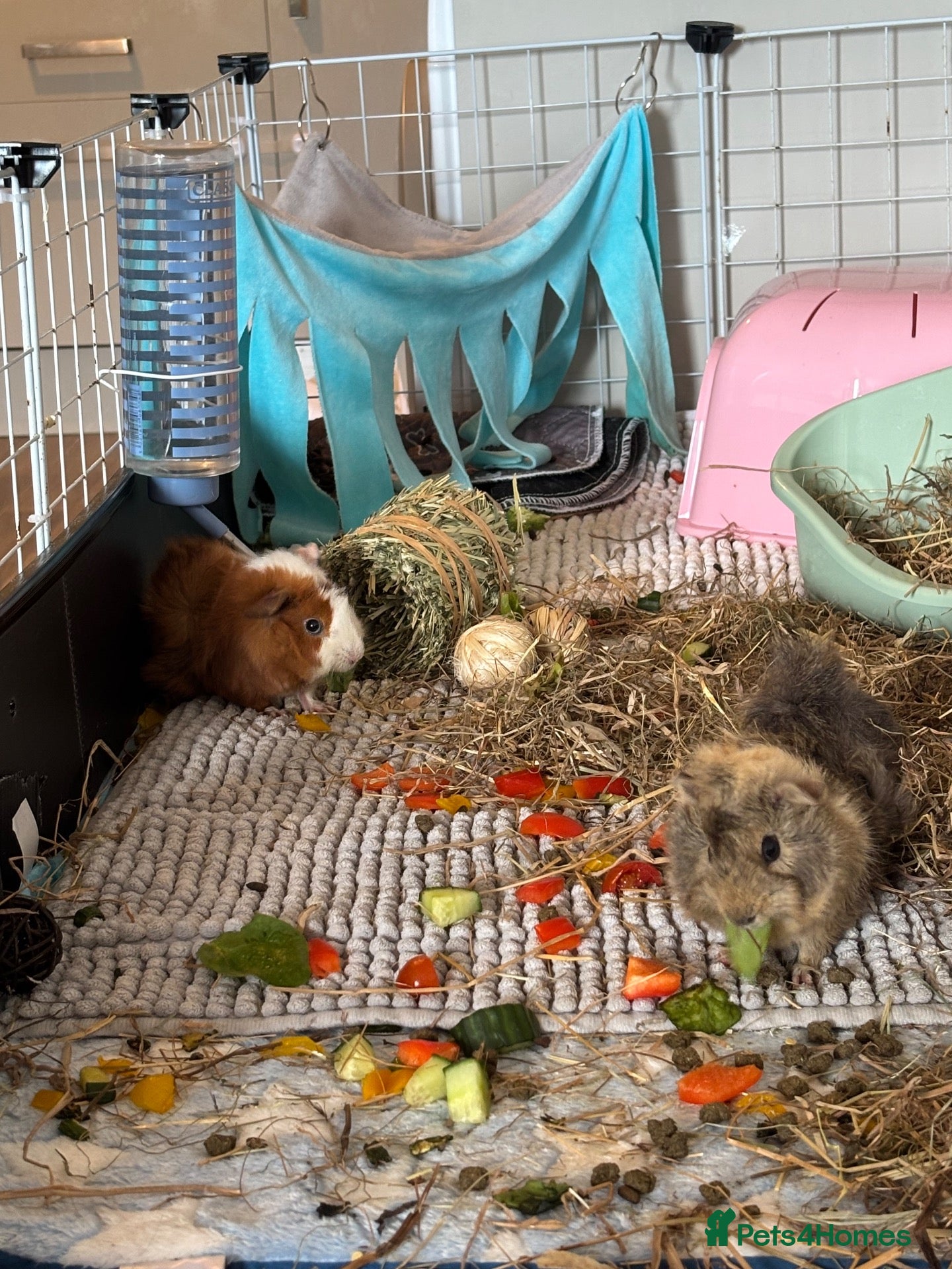 Guinea Pig rodents for sale: Two female guinea pigs for rehome - Advert 1
