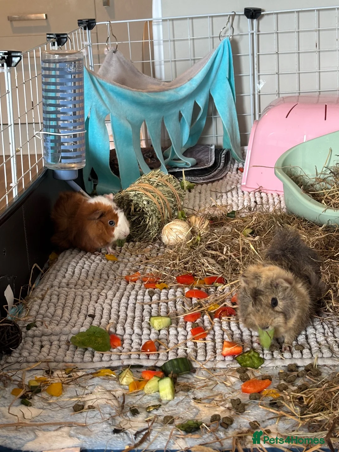Guinea Pig rodents for sale: Two female guinea pigs for rehome - Advert 1