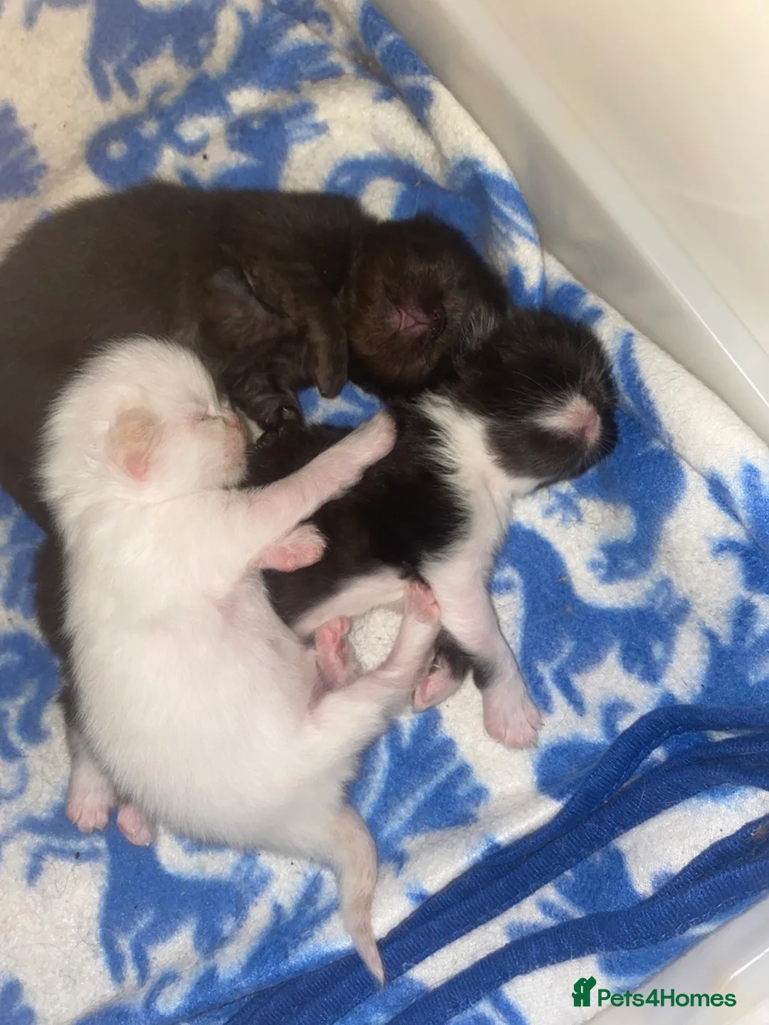 Persian cats for sale: Our beautiful litter of 3 Persian x  kittens - Advert 2