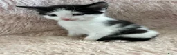 Turkish Angora cats for sale: White girl and black&white boy - Advert 7