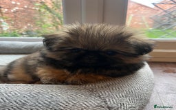 Mixed Breed dogs for sale: Pekingese / Pomeranian puppies for sale - REDUCED  in Leicester - Image 19