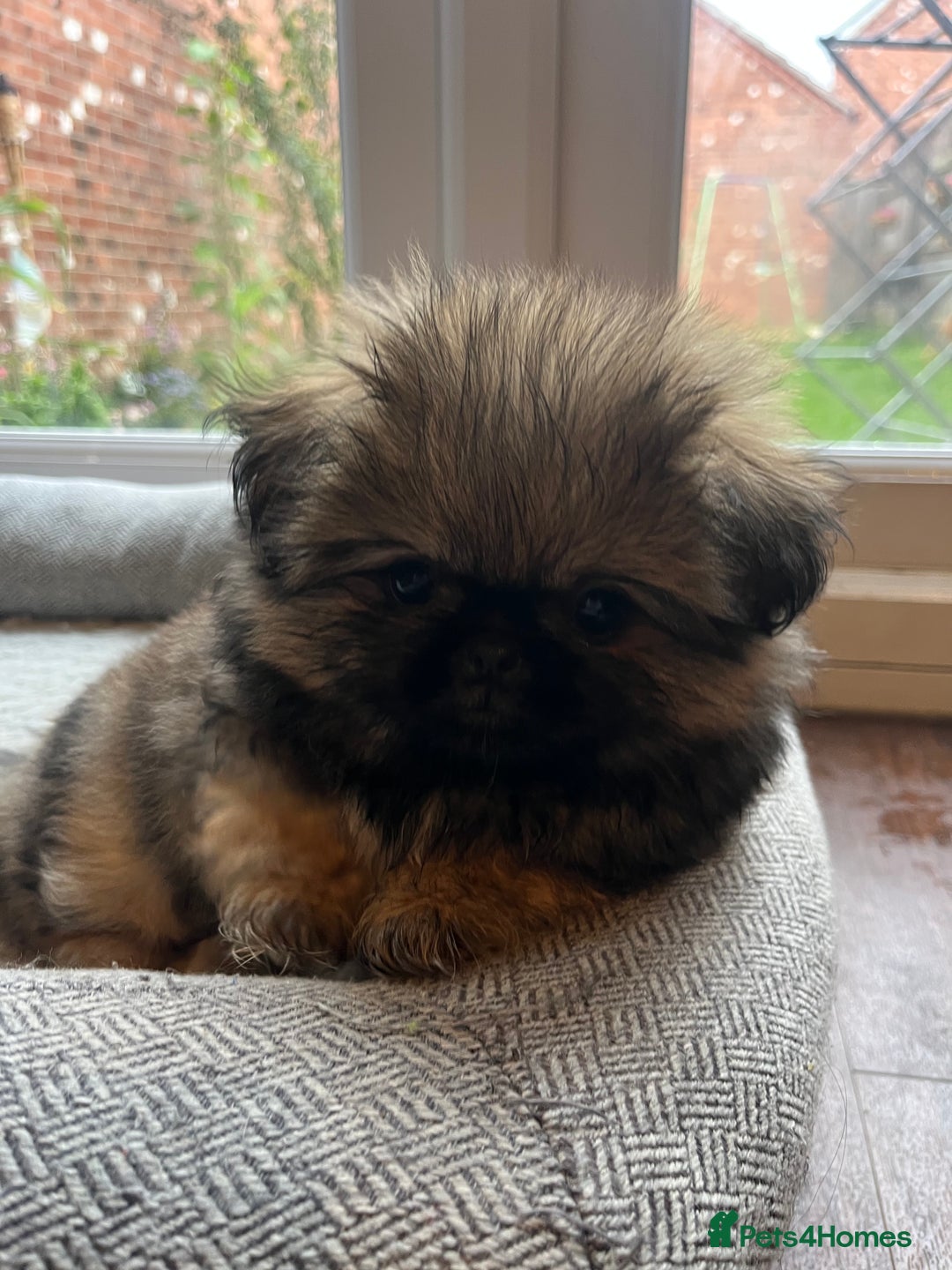 Mixed Breed dogs for sale: Pekingese / Pomeranian puppies for sale - REDUCED  in Leicester - Image 19