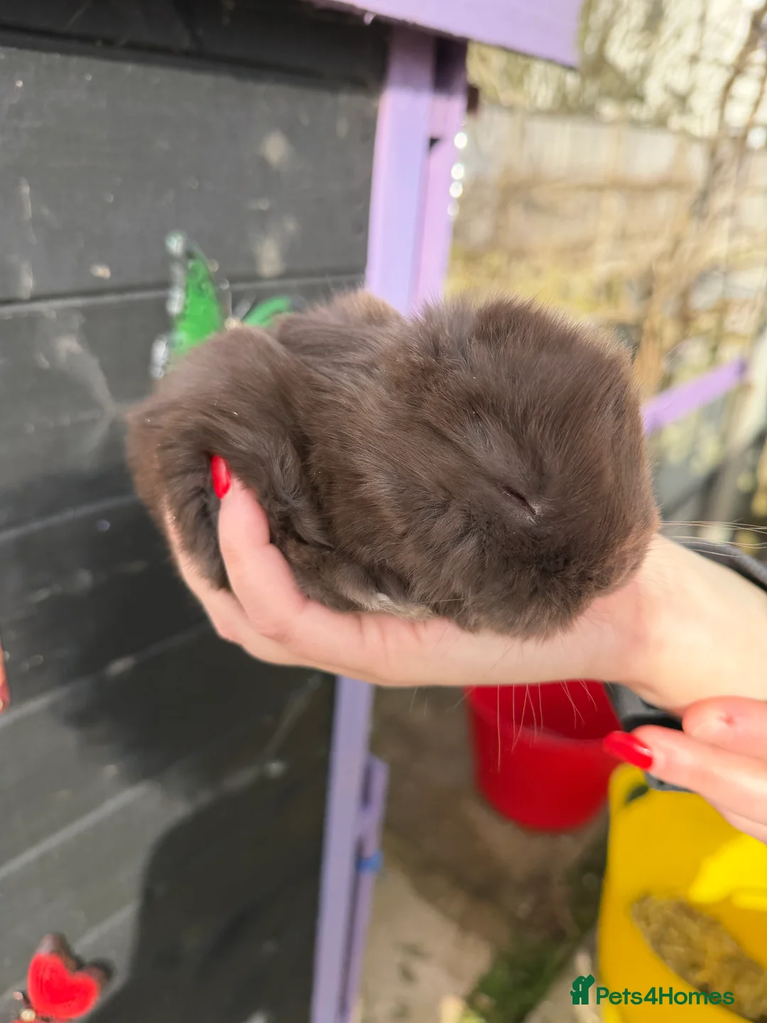 French Lop rabbits for sale: French lops  - Advert 1
