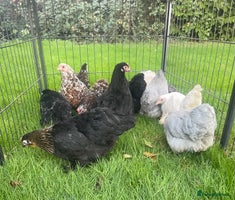 Chickens poultry - Advert 4