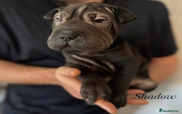 Shar Pei dogs for sale: 2 boys left full shar pei - Image 21
