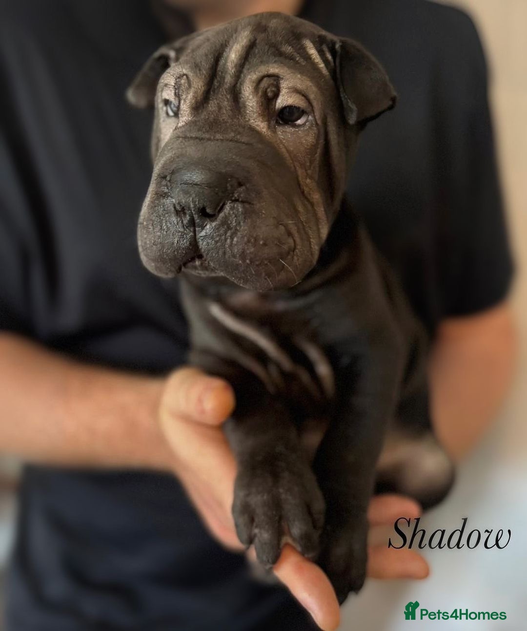 Shar Pei dogs for sale: 2 boys left full shar pei - Image 21