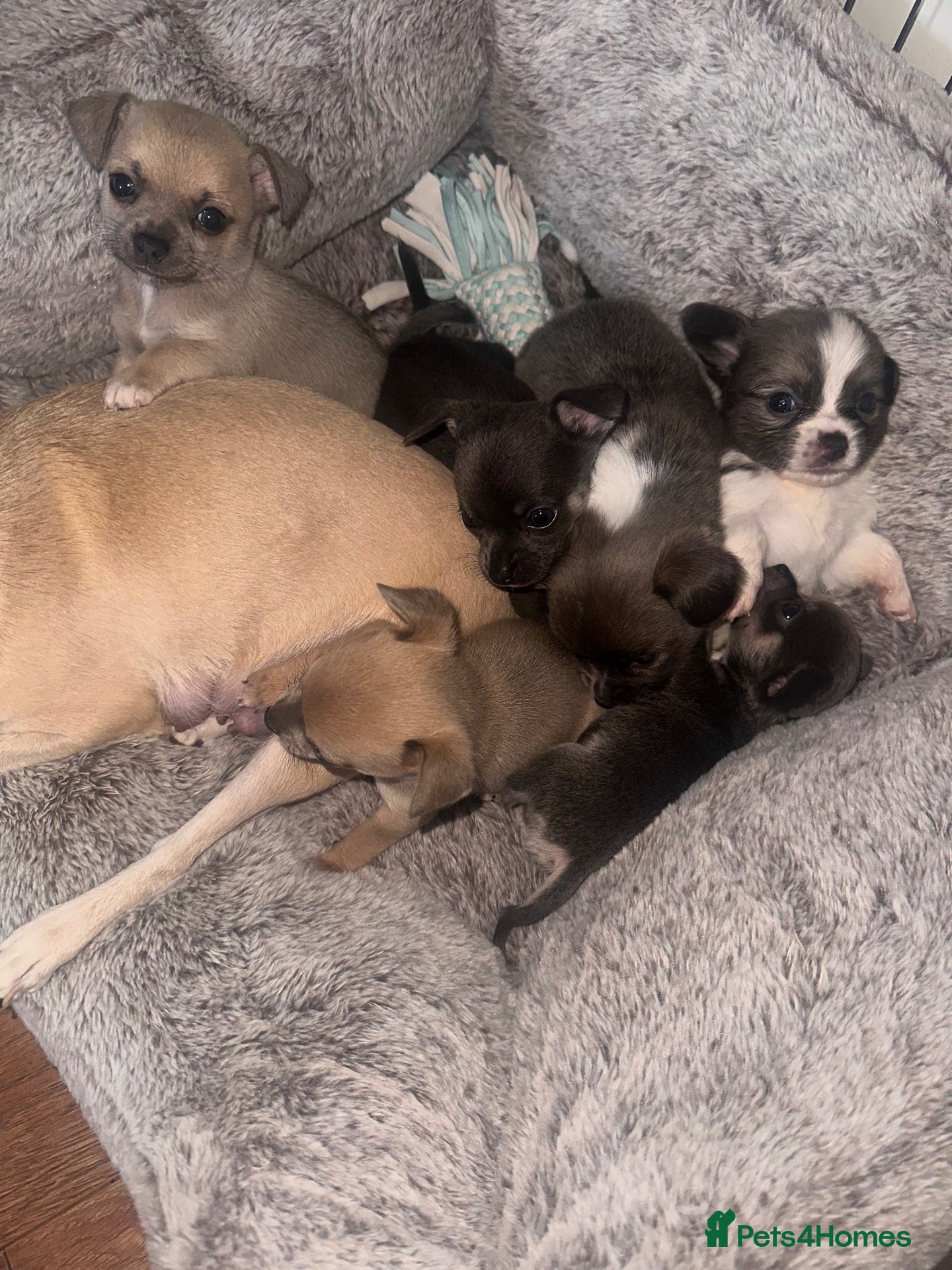 Chihuahua dogs 6 Chihuahua Puppies (3 left) - Advert 1