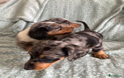 Miniature Dachshund dogs for sale: 5 beautiful miniature dachshunds for sale - Image 27