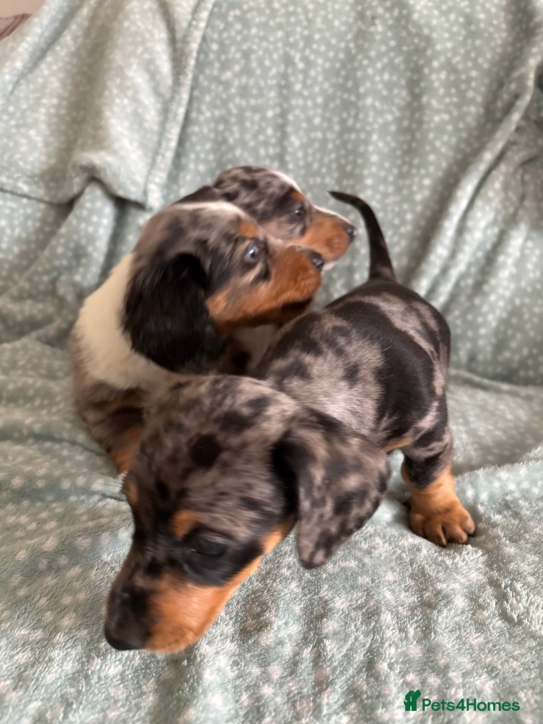 Miniature Dachshund dogs for sale: 5 beautiful miniature dachshunds for sale - Image 27