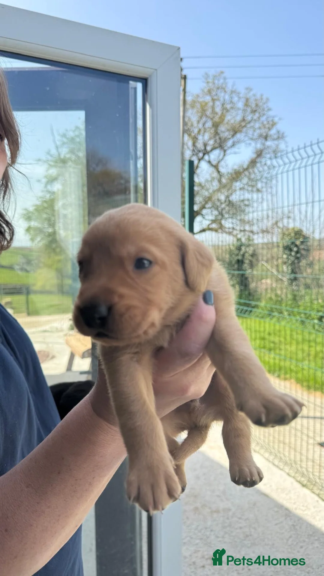 Labrador Retriever dogs for sale: Five Star Council Registered Breeders litter - Advert 2