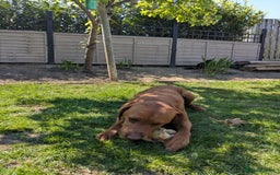 Labrador Retriever dogs for stud: Dark Fox Red Labrador For Stud in Leeds - Image 19