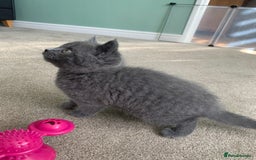 British Shorthair cats for sale: British Blue Shorthair  - Image 4