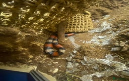 Milk Snake reptiles for sale: Pueblem milk snake  - Image 3