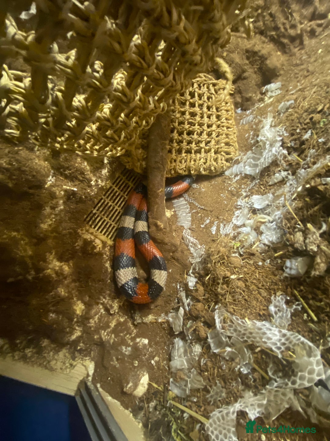 Milk Snake reptiles for sale: Pueblem milk snake  - Image 3