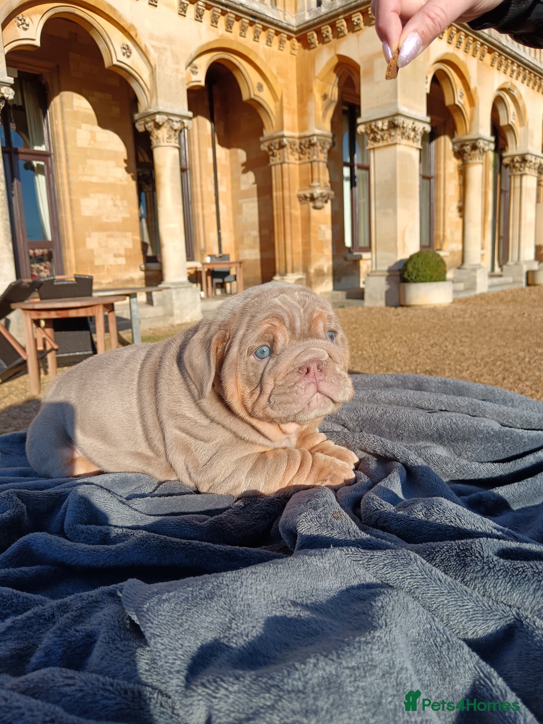 English Bulldog dogs for sale: 2 stunning males from the world famous Mr muscle  - Advert 26