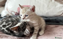 Bengal cats for sale: 💙Stunning Silver Mink Bengal TICA registered  - Image 24