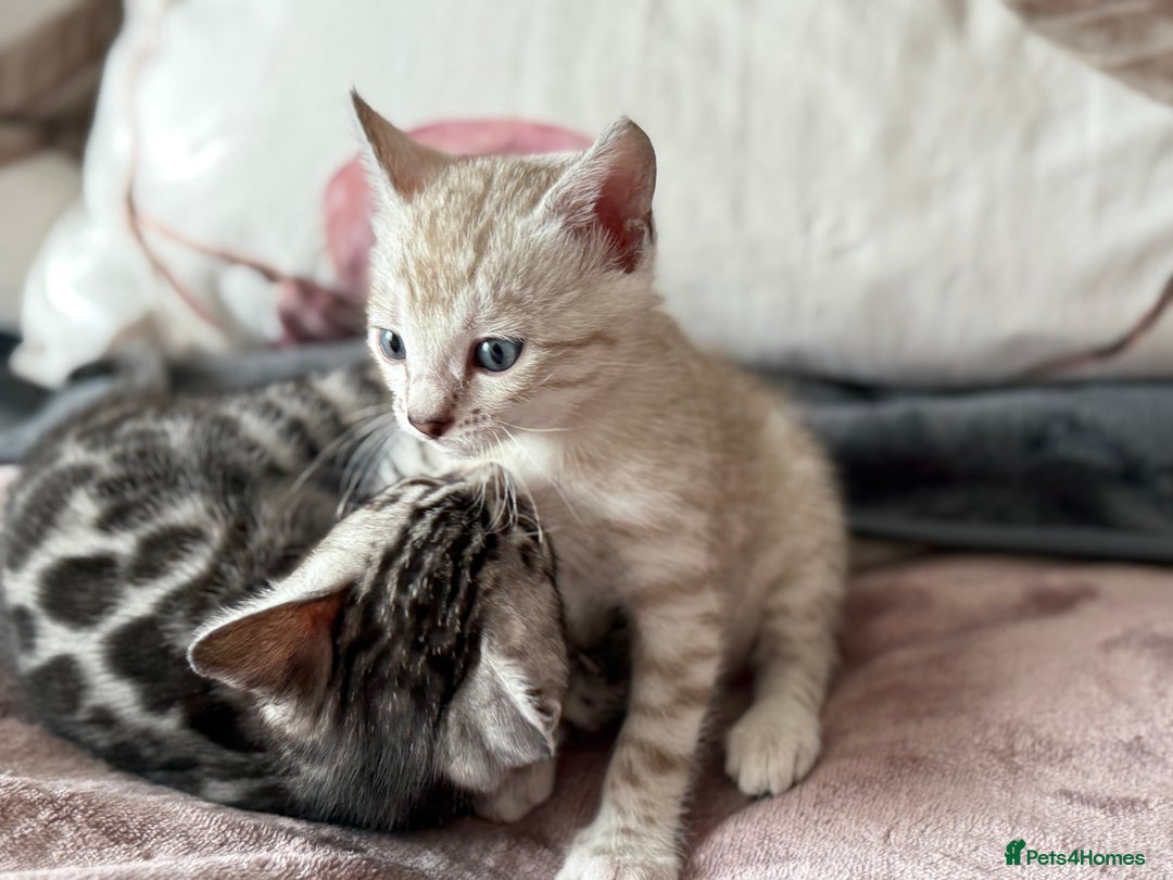 Bengal cats for sale: 💙Stunning Silver Mink Bengal TICA registered  - Image 24