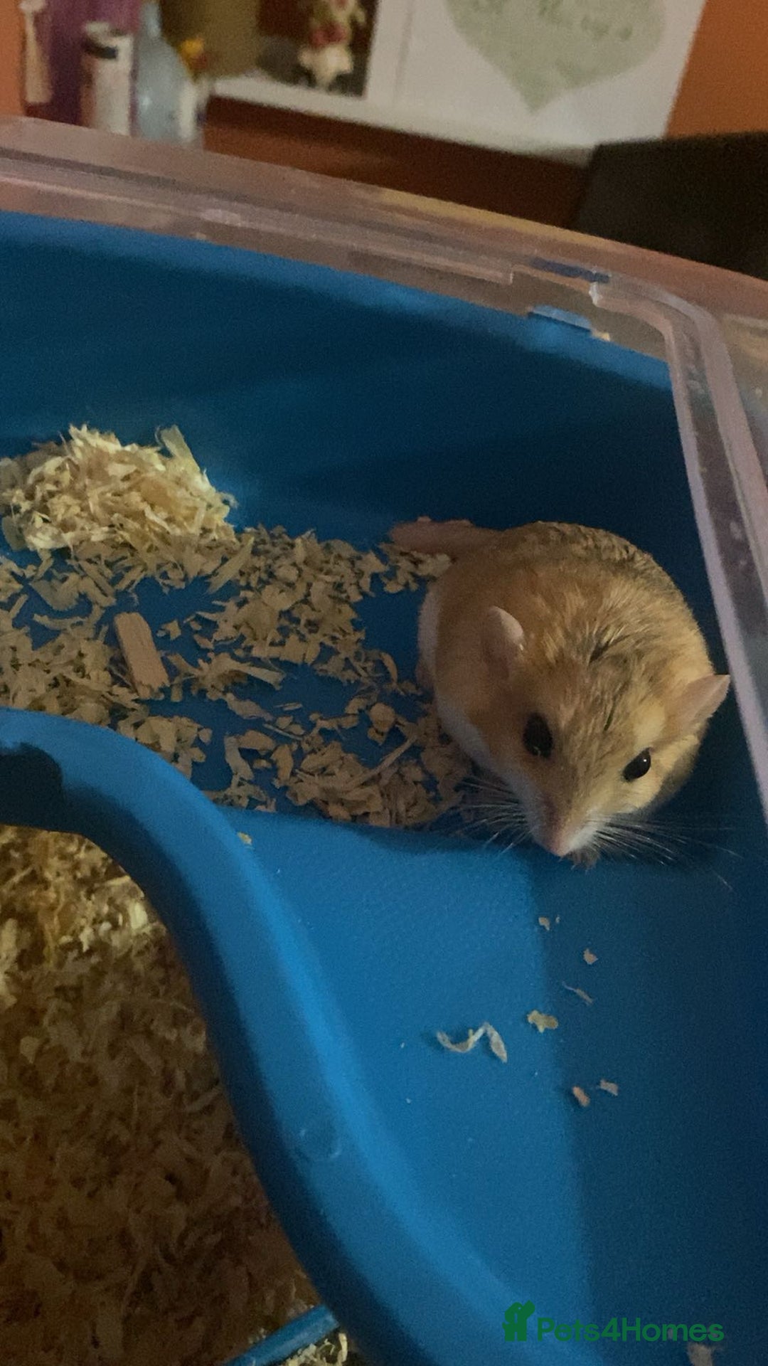Gerbil rodents for sale: 2 beautiful fat tailed male gerbils - Image 4