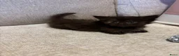 Munchkin cats for sale: RARE BLUE MUNCHKIN BOY - READY TO LEAVE  - Advert 25
