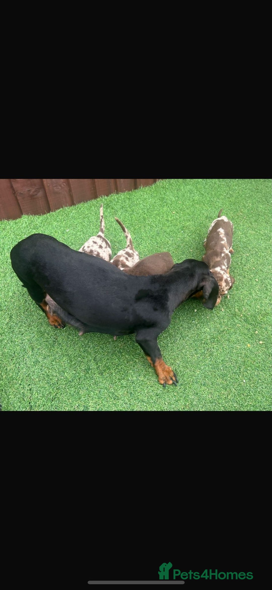 Dachshund dogs for sale: 6 beautiful dachshund puppies!!! - Image 20