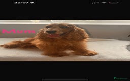 Cocker Spaniel dogs for sale: 🐶🐾beautiful show cocker spaniel puppy’s 🐶🐾 - Image 38