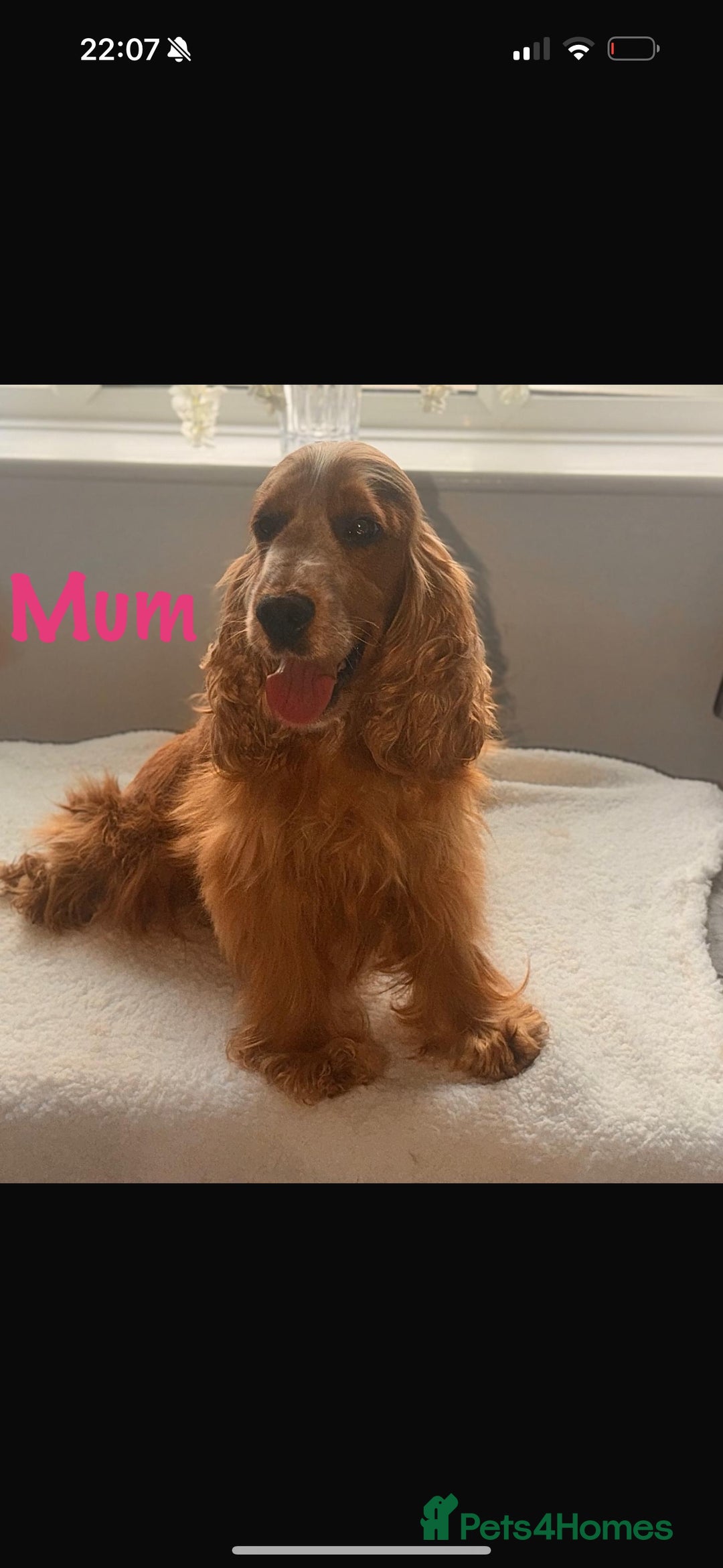 Cocker Spaniel dogs for sale: 🐶🐾beautiful show cocker spaniel puppy’s 🐶🐾 - Image 38