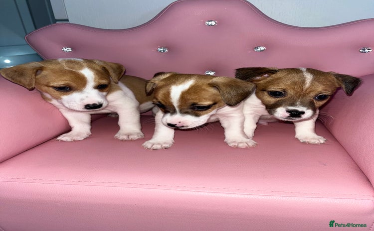 Parson Russell dogs - Advert 1