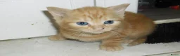 Mixed Breed cats for sale: 8 BEAUTIFUL KITTENS LOOKING FOR LOVING HOMES - Advert 1