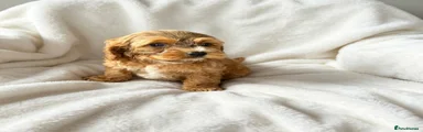 Cockapoo 3